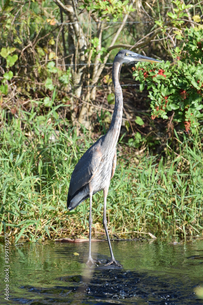 Fototapeta premium Heron