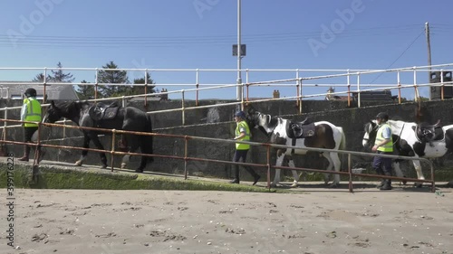 Horses on beach photo