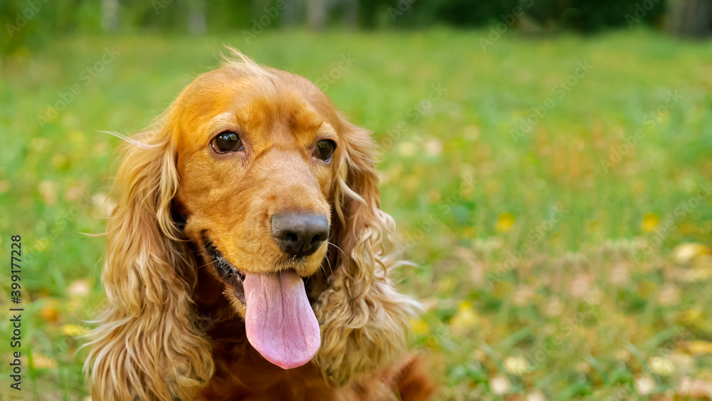 Furry brown spaniel dog with long ears licks nose and looks around sitting on blurred green meadow on autumn day closeup Furry brown spaniel dog with long ears licks nose and looks around sitting on blurred green meadow on autumn day closeup