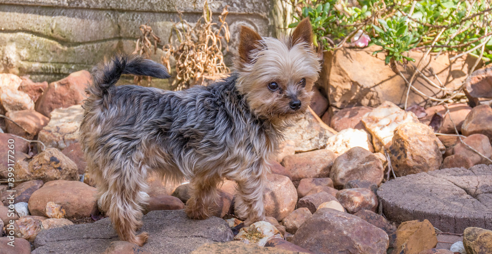 A tiny Yorkshire terrier playing in a home garden A tiny Yorkshire terrier playing in a home garden