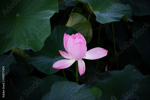 lotus in a pond