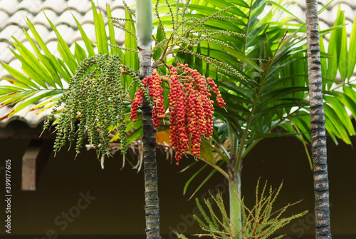 Red palm tree fruit in brazil