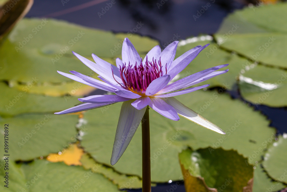Purple Waterlily flower or Lotus Flower in pond.Blooming of lotus flower. Purple Waterlily flower or Lotus Flower in pond.Blooming of lotus flower.