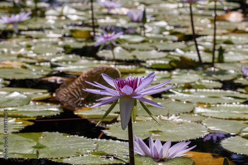 Purple Waterlily flower or Lotus Flower in pond.Blooming of lotus flower.
