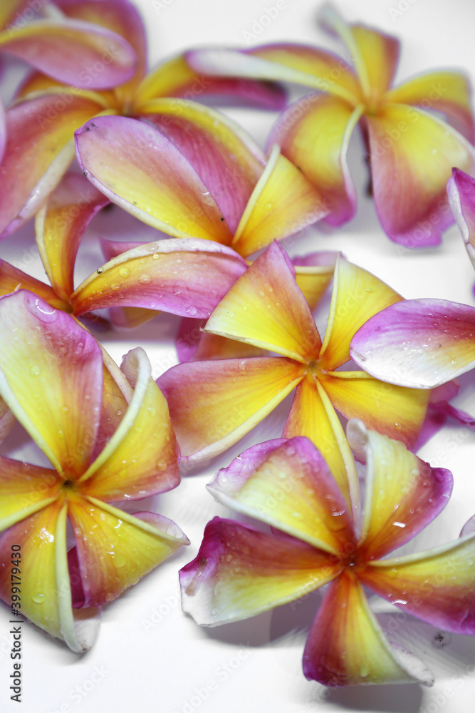 pink and yellow frangipani flowers on a white background pink and yellow frangipani flowers on a white background