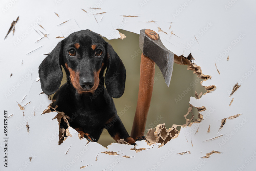 Wild dachshund puppy cut hole in door or wall with axe and sticks out trying to get inside and chase his victim like in horror movie. Creepy scene with a pet maniac. fear of buying a puppy - obrazy, fototapety, plakaty 