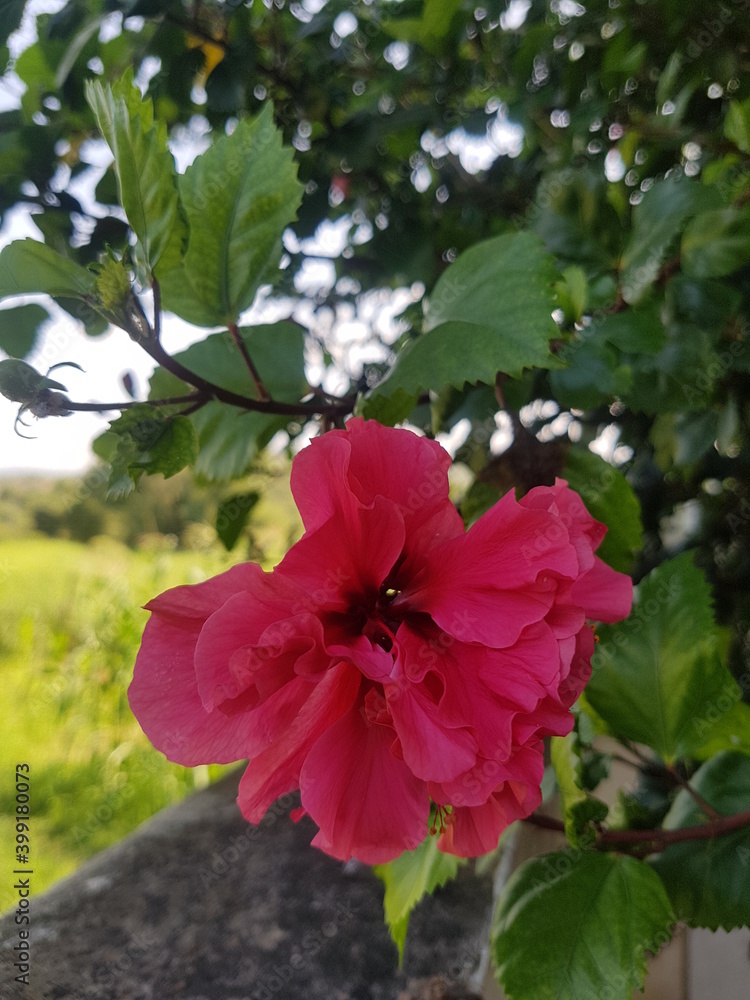 Obraz premium red hibiscus flower