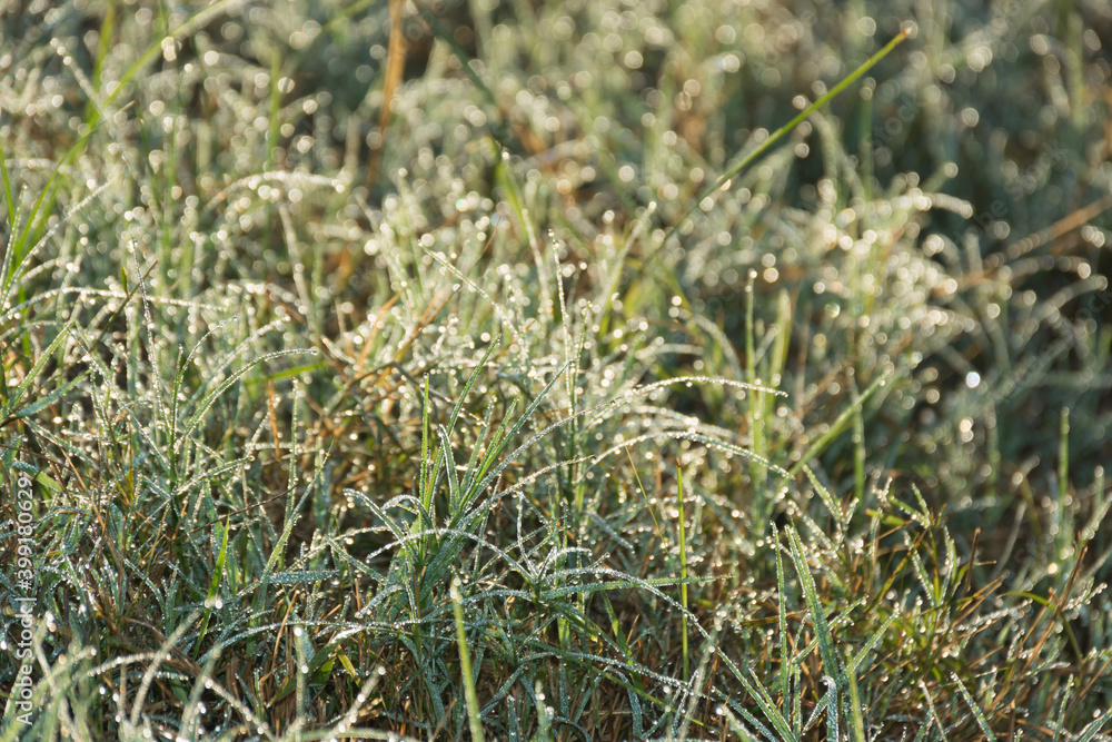 Close up of dew drop on grass leave in morning,soft focus. Close up of dew drop on grass leave in morning,soft focus.