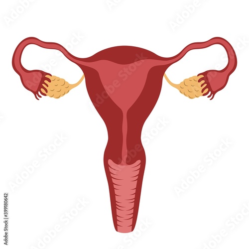 Vector female internal genital organs, uterus on a white background