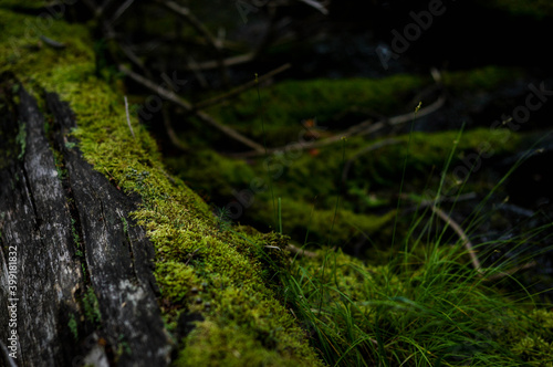 Mossy