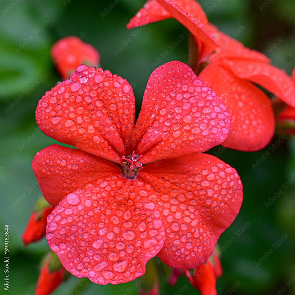 red and white flower red and white flower