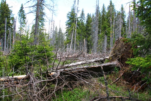 waldsterben stürme und trockenheit