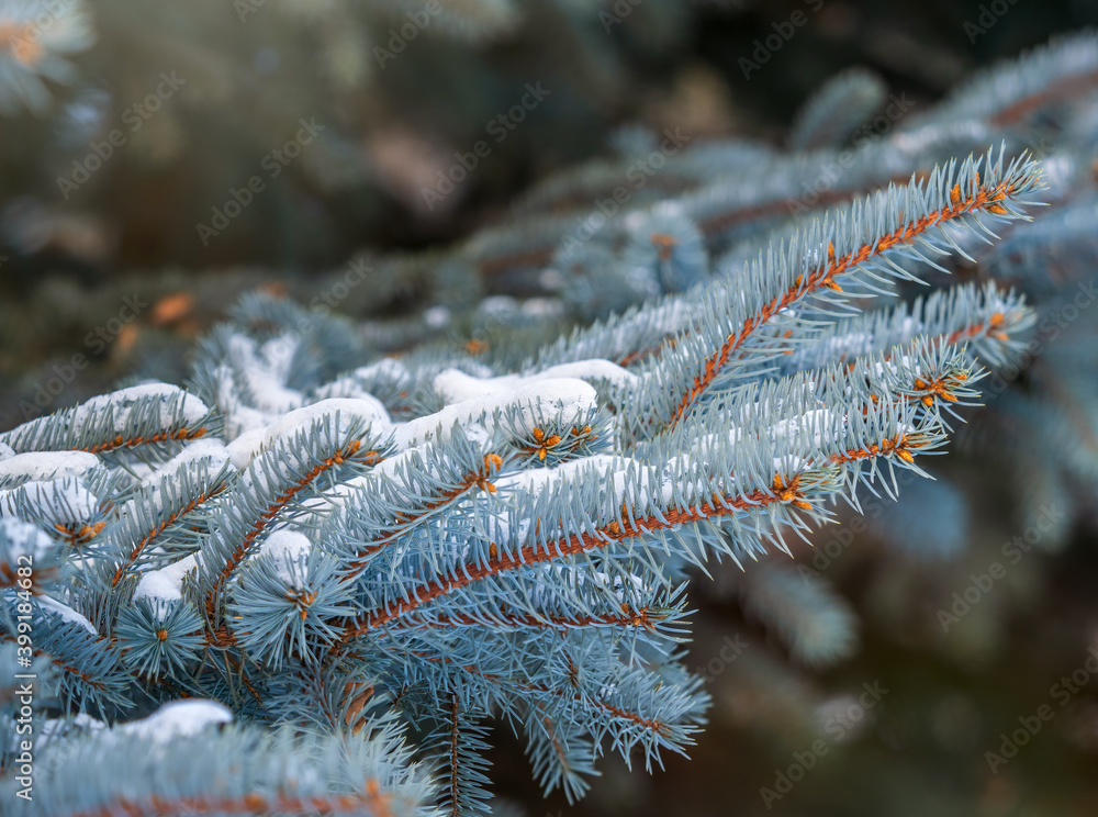 Snow-covered branches of blue spruce with needles in the sunset light. The blue spruce, Colorado spruce, or Colorado blue spruce, with the Latin name Picea pungens.