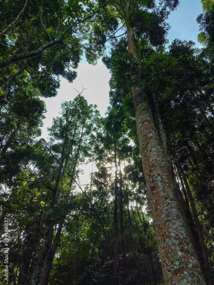 Fototapeta premium trees in the forest