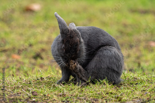 one cute dark grey rabbit sitting on the grasses cleaning its fur on the feed