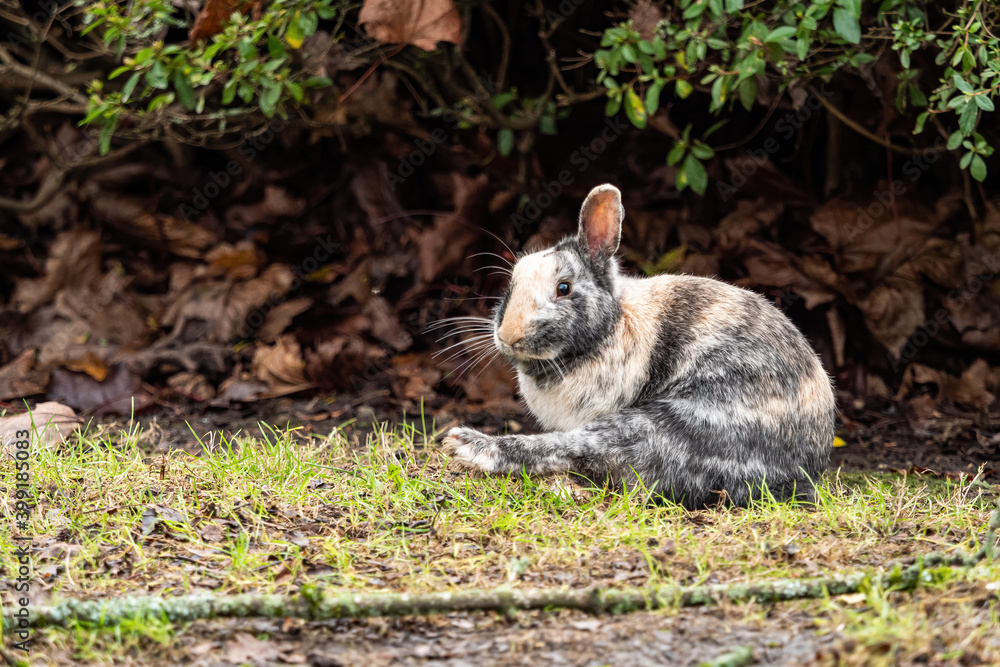 one cute rabbit with mixed-colored fur sitting on the grasses with one of its legs stretched out in front of the bushes one cute rabbit with mixed-colored fur sitting on the grasses with one of its legs stretched out in front of the bushes