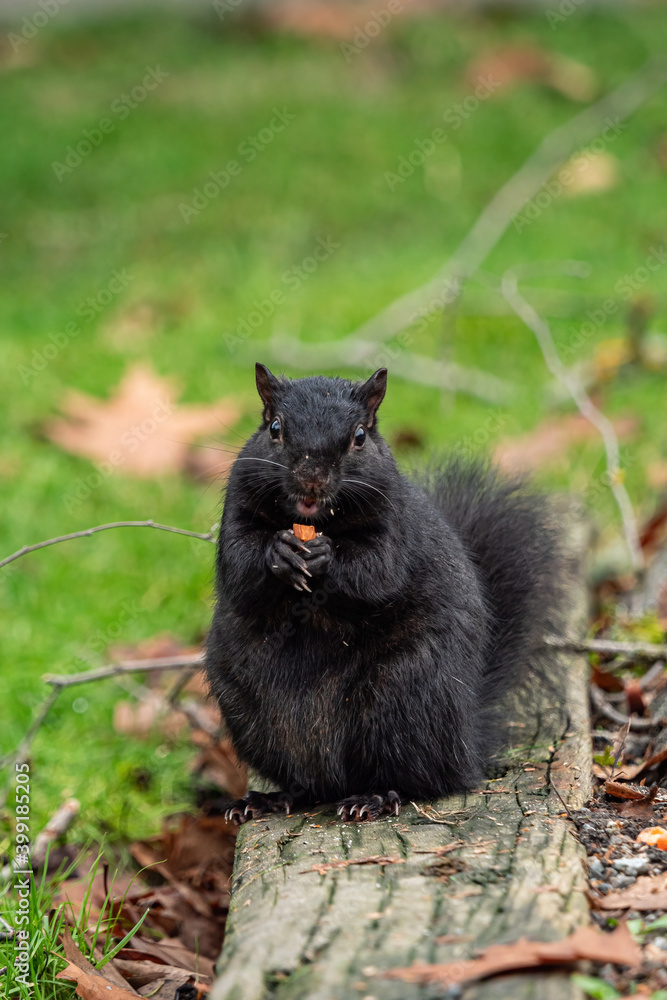 one cute black squirrel sitting on a wooden board on top of the green grasses enjoy the nut hold on its paws