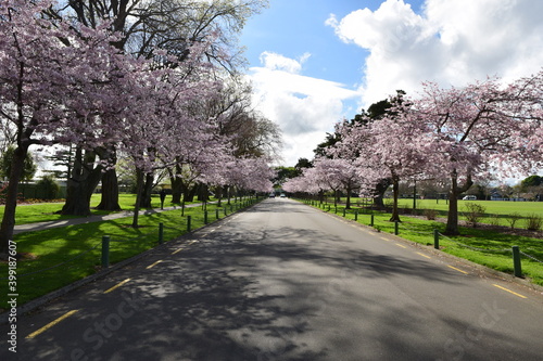 cherry blossom trees in spring along a road in a park