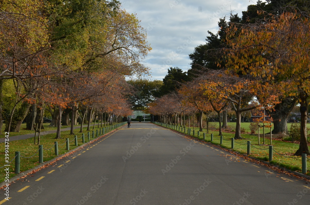 trees along a road during autumn in the park 