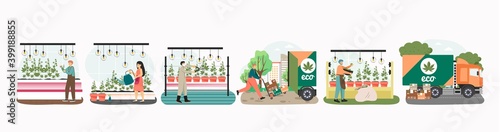 People grow cannabis for legal sell and use. Marijuana farm business concept vector illustration. Weed cultivation, hemp plant, Cannabis farming industry