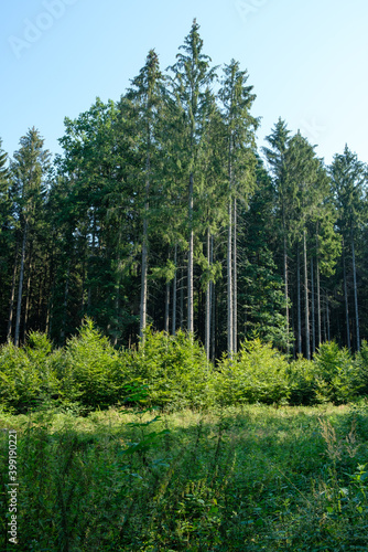 Ein Waldrand im Hochformat: Hohe Nadelbäume erheben sich hinter kleineren hellgrünen Bäumen in einer Landschaft photo