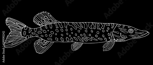 Pike fish hand drawn. White contour of pickerel on black background. Vector illustration.