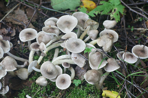 Tricholoma scalpturatum, known as the Yellowing Knight, wild mushroom from Finland photo