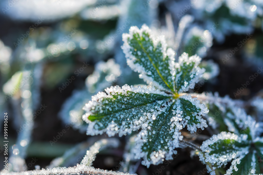 Green grass in frost. Beautiful bright background of the first morning frosts. Macrophotography of icicles of frost on leaves. Concept of the arrival of winter and the first frosts. Copy space