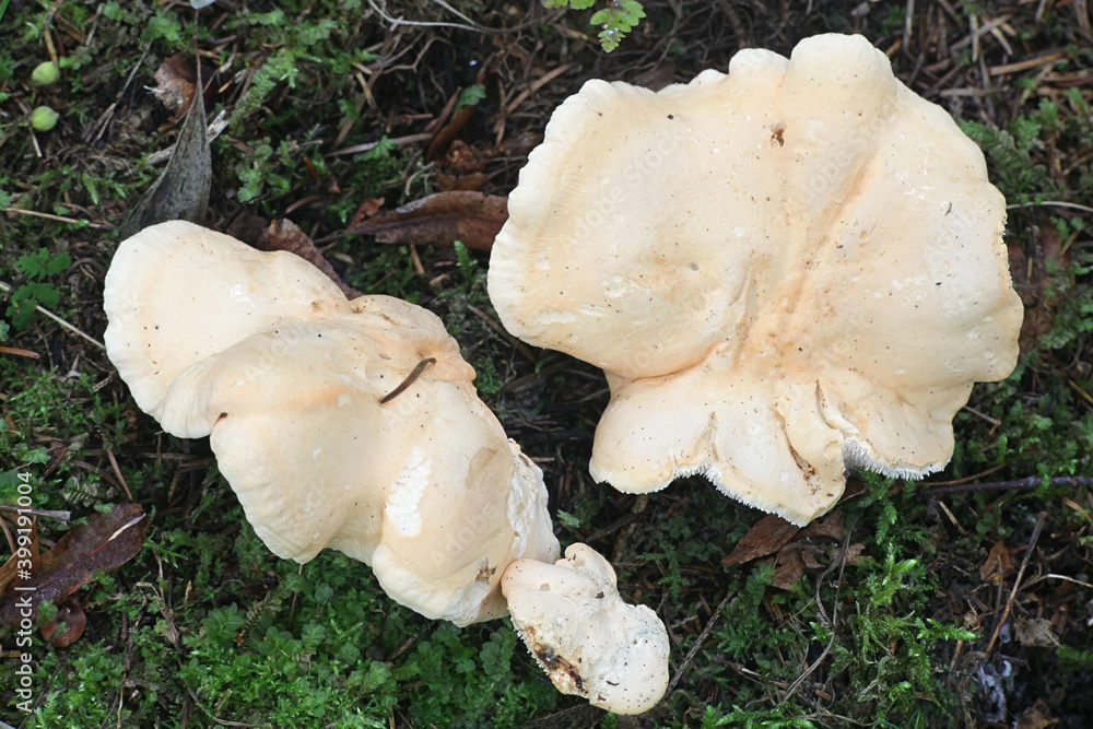 Hydnum repandum, known as the sweet tooth, wood hedgehog or hedgehog mushroom, wild tooth fungus from Finland Hydnum repandum, known as the sweet tooth, wood hedgehog or hedgehog mushroom, wild tooth fungus from Finland