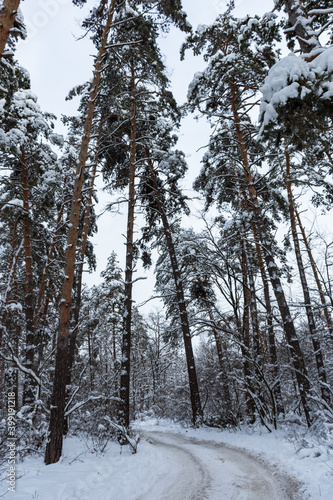 Fototapeta Naklejka Na Ścianę i Meble -  Snow-covered trees in the forest. Winter natural background. The tree bent under the weight of snowdrifts. Walk through the winter Park. Overcast gray cold day. Impenetrable thicket of the forest.