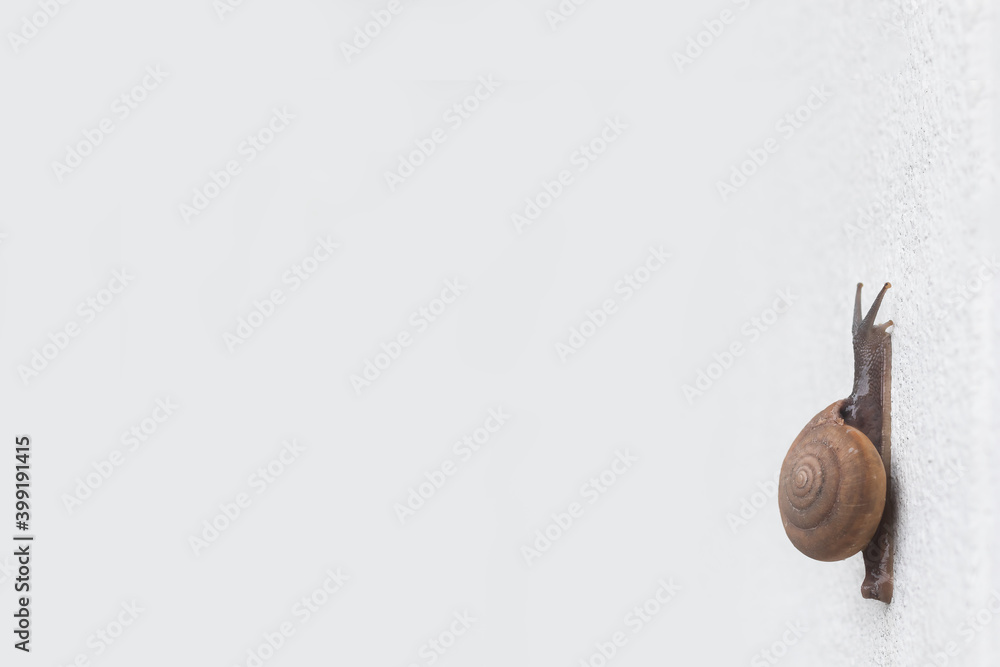 Close up lonely Asian brown snail slowly walking on rough white cement wall background Close up lonely Asian brown snail slowly walking on rough white cement wall background