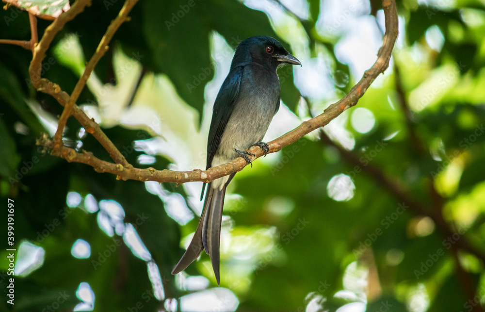 Fototapeta premium Common black Drongo bird perched under the shade of a tree, looking so proud, pose for a photograph, has shiny dark color feathers and a long split tail.
