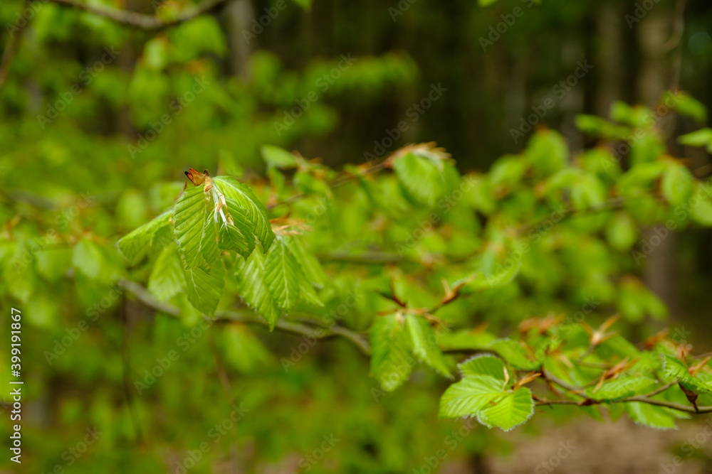 Junge neue hellbrüne Blätter an einer Buche im Frühling im Wald Junge neue hellbrüne Blätter an einer Buche im Frühling im Wald