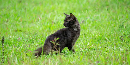 cat turns around standing in green grass field watching behind