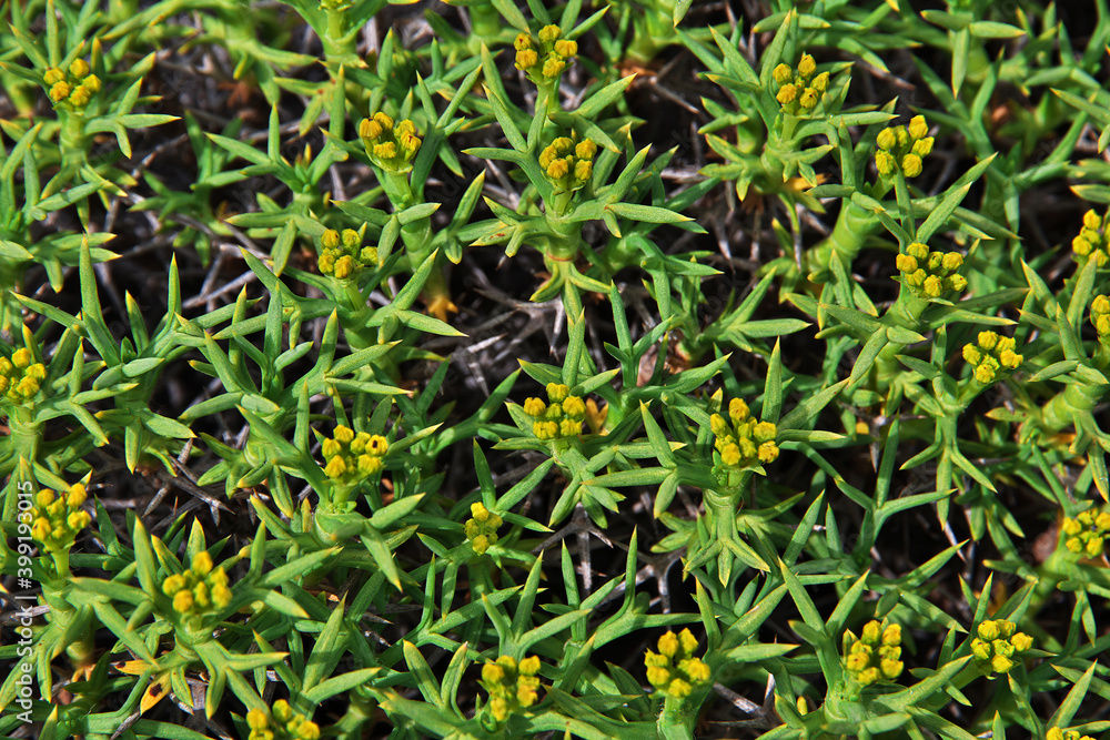 Flowers in Los Glacier national park close Fitz Roy, El Chalten, Patagonia, Argentina Flowers in Los Glacier national park close Fitz Roy, El Chalten, Patagonia, Argentina