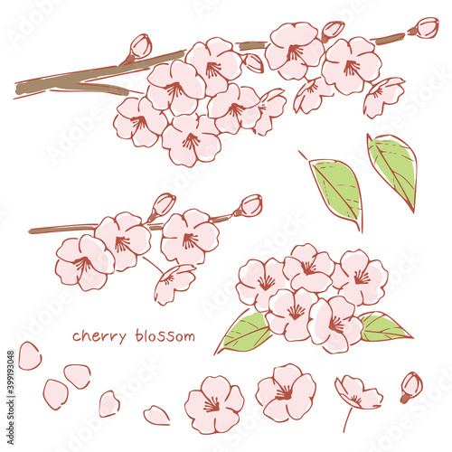 手書き風の桜の花、桜の木の枝 Cherry Blossoms