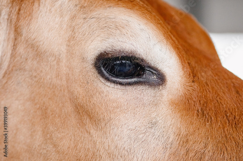 Close up of eyelashes and eyes of red cow