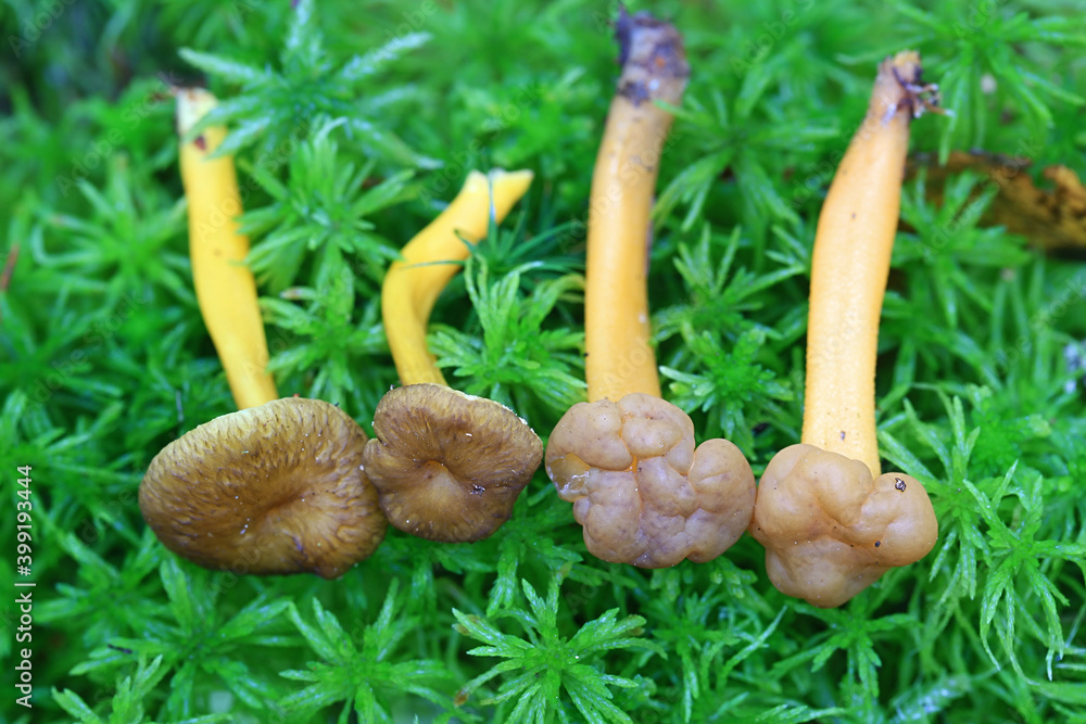 Leotia lubrica, the jelly baby and Craterellus tubaeformis, the yellowfoot, comparing side by side Leotia lubrica, the jelly baby and Craterellus tubaeformis, the yellowfoot, comparing side by side