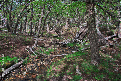 The forest in Los Glacier national park close Fitz Roy  El Chalten  Patagonia  Argentina