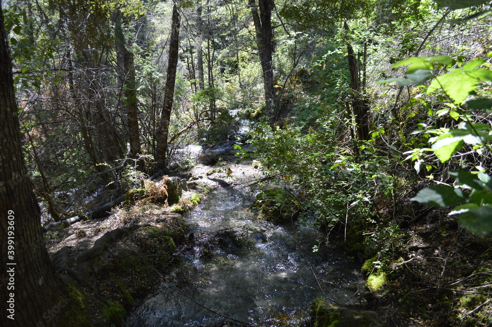 stream in the forest stream in the forest