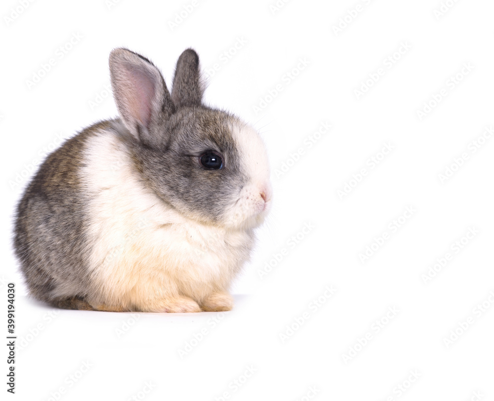 White and gray rabbit sitting isolated border White and gray rabbit sitting isolated border