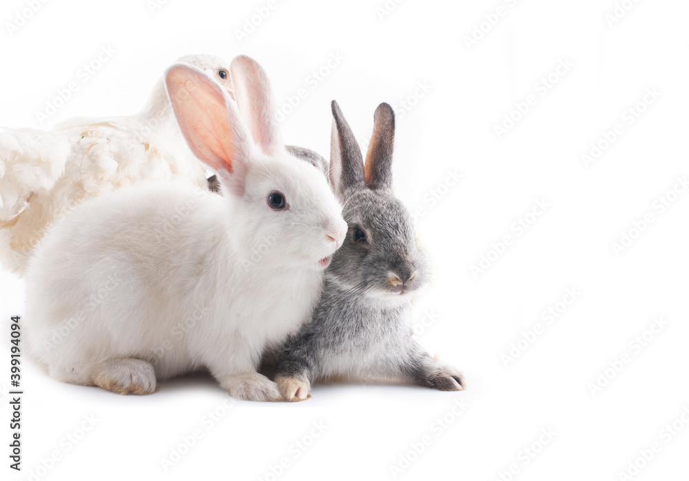 Young white hen with young white and gray rabbit isolated on white background
