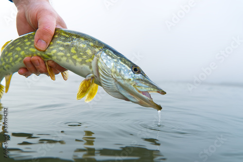 Release pike back to water. Catch and release fish concept photo