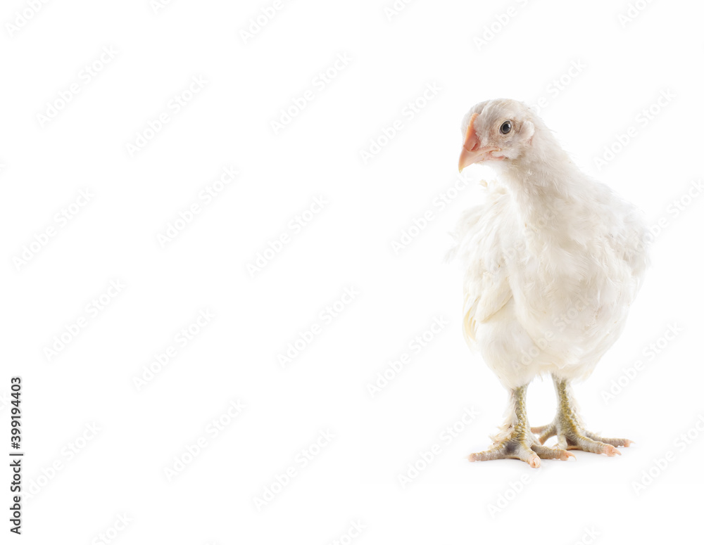 Border of White hen isolated on white background, 