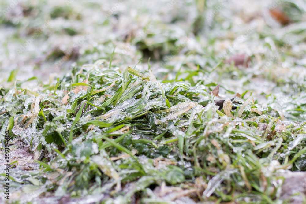 Ice covered grass. Winter with frost, but no snow Ice covered grass. Winter with frost, but no snow