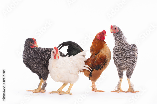 Four gray chicken and rooster isolated on white background