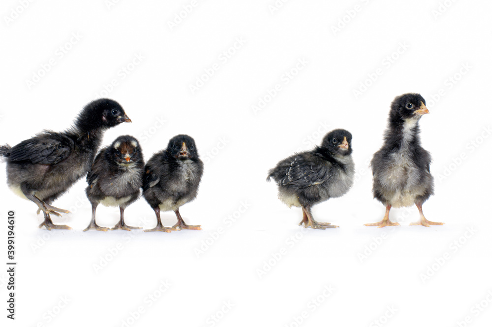 Five Little black chick against white background