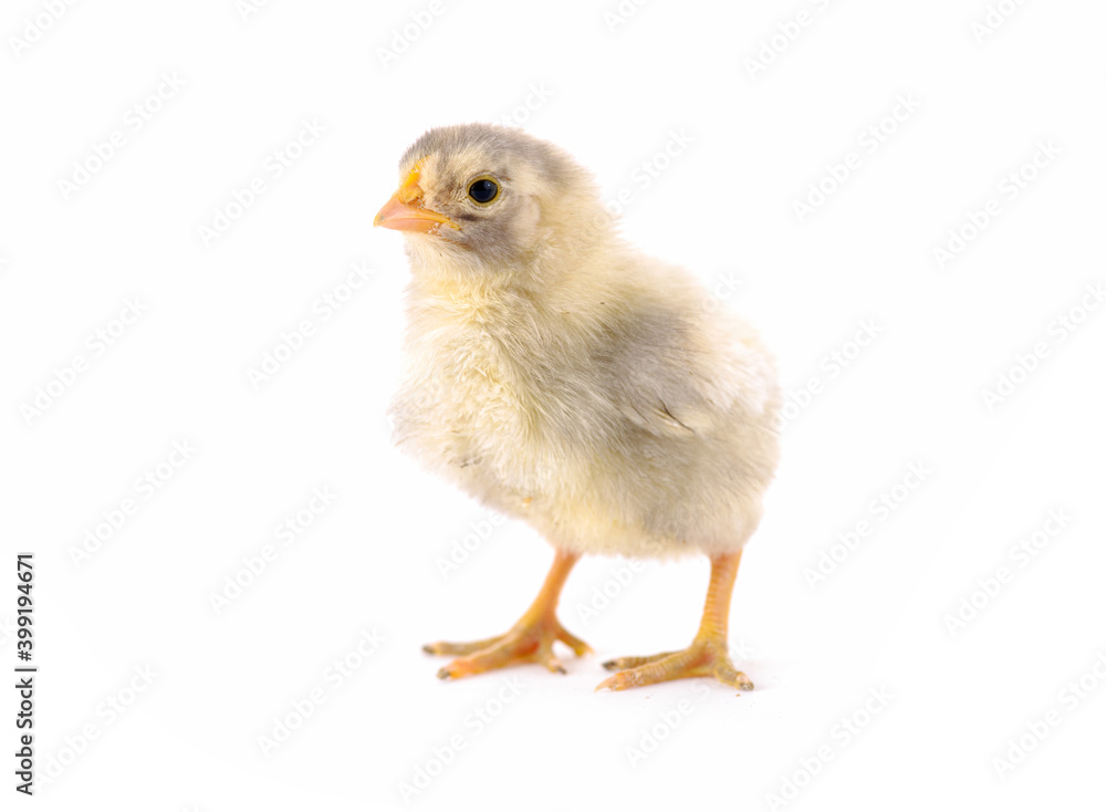 Little white chick against white background