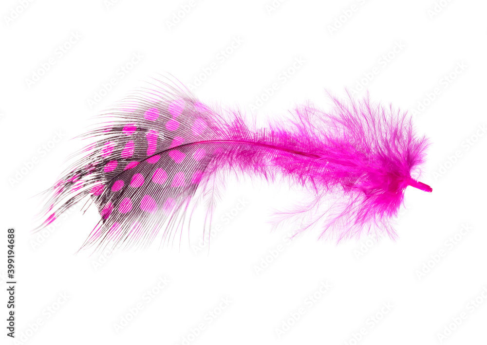 Pink feather isolated on white background. Pink feather isolated on white background.