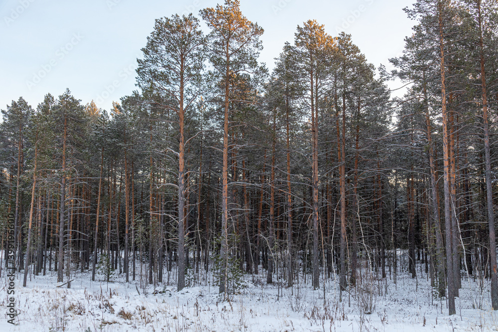 Obraz premium beautiful, fabulous forest in winter in the cold with Christmas trees, trees, snow in the afternoon at Christmas, New year
